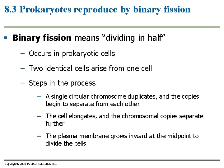 8. 3 Prokaryotes reproduce by binary fission § Binary fission means “dividing in half”