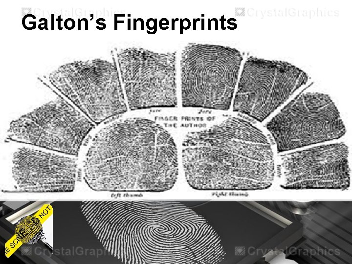 Galton’s Fingerprints 