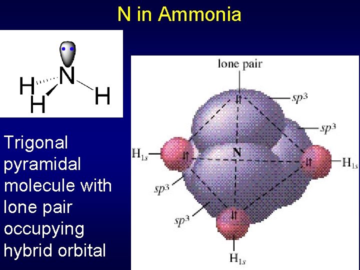 N in Ammonia Trigonal pyramidal molecule with lone pair occupying hybrid orbital 