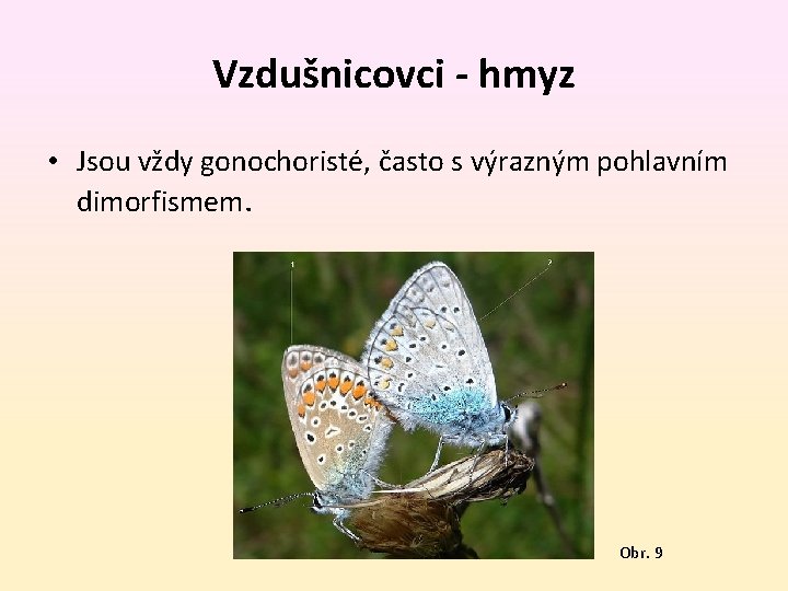 Vzdušnicovci - hmyz • Jsou vždy gonochoristé, často s výrazným pohlavním dimorfismem. Obr. 9