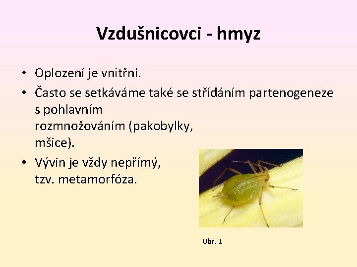 Vzdušnicovci - hmyz • Oplození je vnitřní. • Často se setkáváme také se střídáním