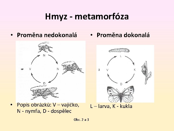 Hmyz - metamorfóza • Proměna nedokonalá • Proměna dokonalá • Popis obrázků: V –