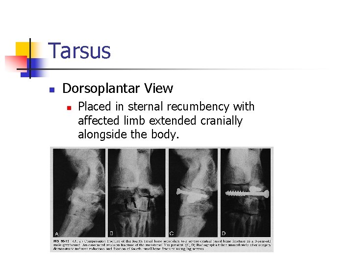 Tarsus n Dorsoplantar View n Placed in sternal recumbency with affected limb extended cranially