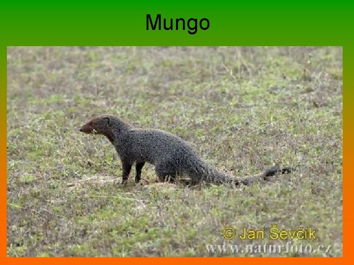 Mungo 