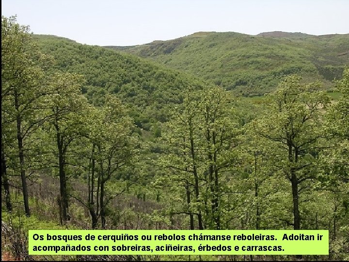 Os bosques de cerquiños ou rebolos chámanse reboleiras. Adoitan ir acompañados con sobreiras, aciñeiras,