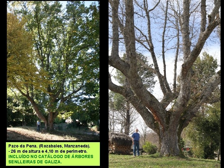 Pazo da Pena. (Rozabales, Manzaneda). - 26 m de altura e 4, 10 m