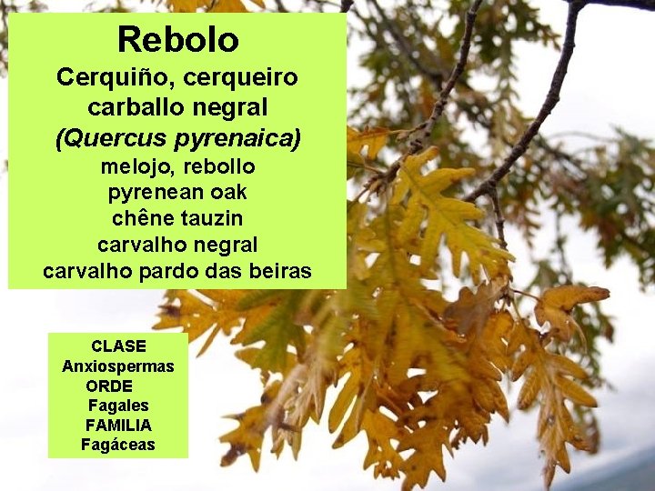 Rebolo Cerquiño, cerqueiro carballo negral (Quercus pyrenaica) melojo, rebollo pyrenean oak chêne tauzin carvalho