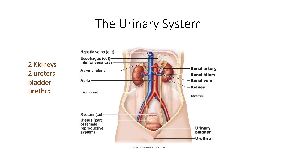 The Urinary System 2 Kidneys 2 ureters bladder urethra 