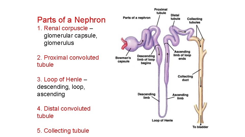 Parts of a Nephron 1. Renal corpuscle – glomerular capsule, glomerulus 2. Proximal convoluted