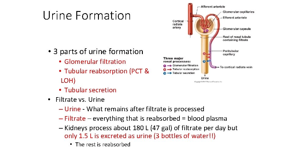 Urine Formation • 3 parts of urine formation • Glomerular filtration • Tubular reabsorption
