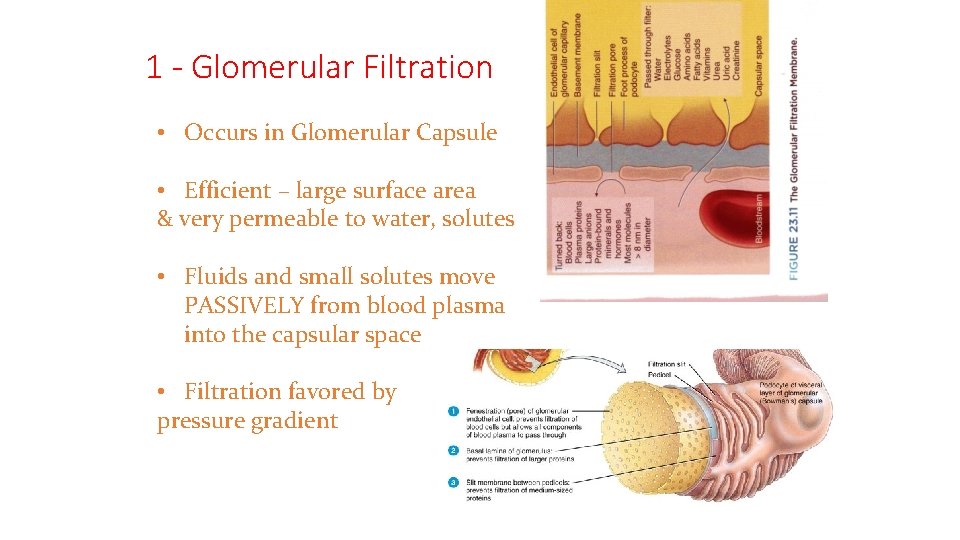 1 - Glomerular Filtration • Occurs in Glomerular Capsule • Efficient – large surface