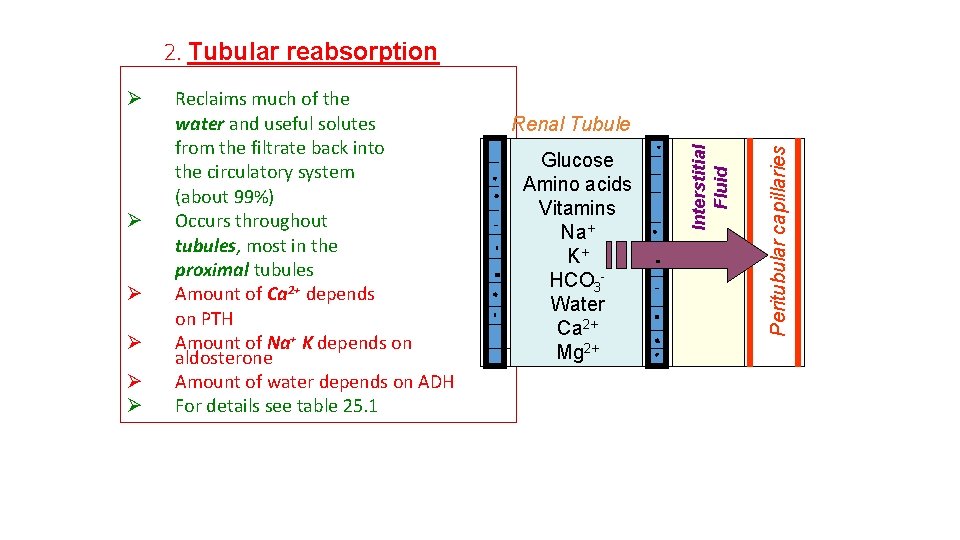 2. Tubular reabsorption Ø Ø Renal Tubule Glucose Amino acids Vitamins Na+ K+ HCO