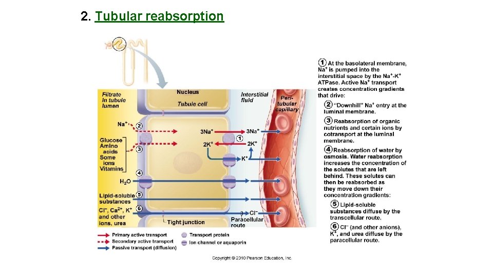 2. Tubular reabsorption 