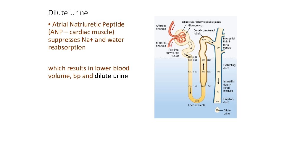 Dilute Urine • Atrial Natriuretic Peptide (ANP – cardiac muscle) suppresses Na+ and water