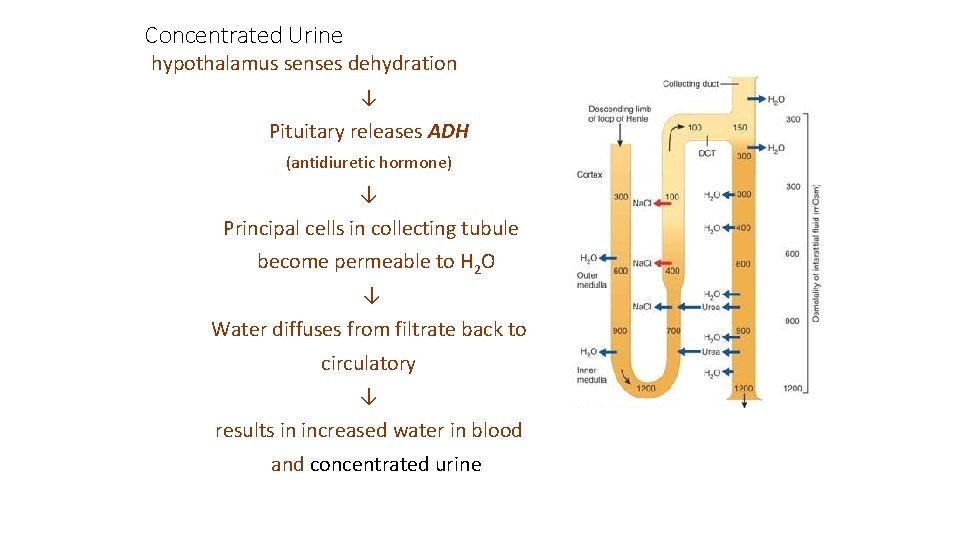 Concentrated Urine hypothalamus senses dehydration ↓ Pituitary releases ADH (antidiuretic hormone) ↓ Principal cells