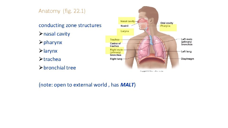 Anatomy (fig. 22. 1) conducting zone structures Ønasal cavity Øpharynx Ølarynx Øtrachea Øbronchial tree