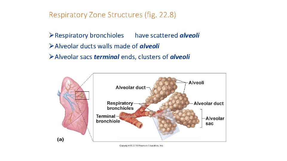 Respiratory Zone Structures (fig. 22. 8) ØRespiratory bronchioles have scattered alveoli ØAlveolar ducts walls