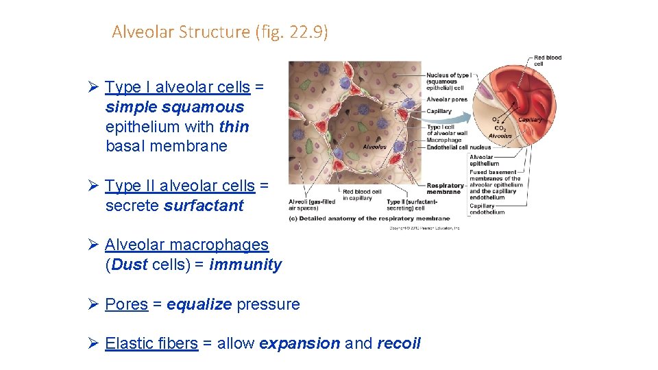 Alveolar Structure (fig. 22. 9) Ø Type I alveolar cells = simple squamous epithelium