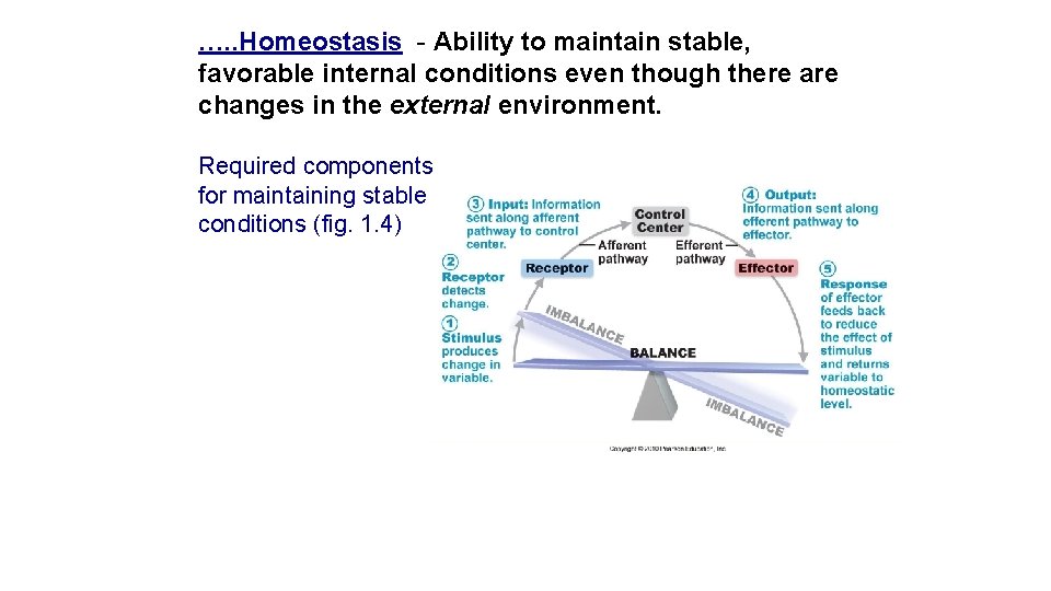 …. . Homeostasis - Ability to maintain stable, favorable internal conditions even though there