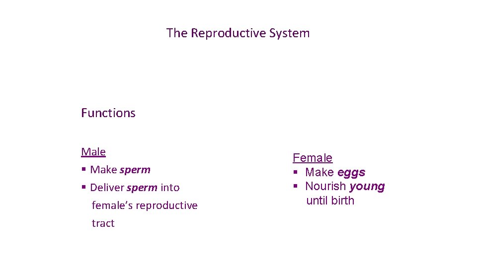 The Reproductive System Functions Male § Make sperm § Deliver sperm into female’s reproductive