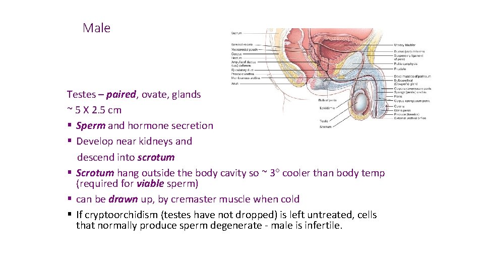 Male Testes – paired, ovate, glands ~ 5 X 2. 5 cm § Sperm