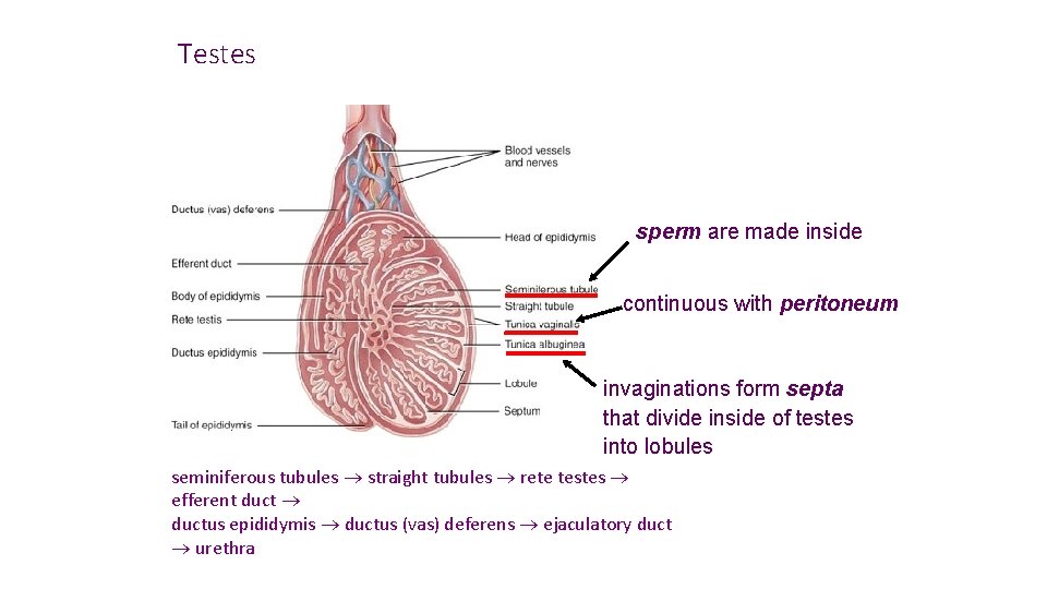 Testes sperm are made inside continuous with peritoneum invaginations form septa that divide inside