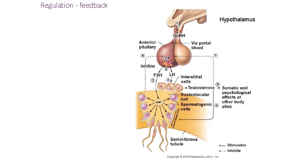 Regulation - feedback Hypothalamus 