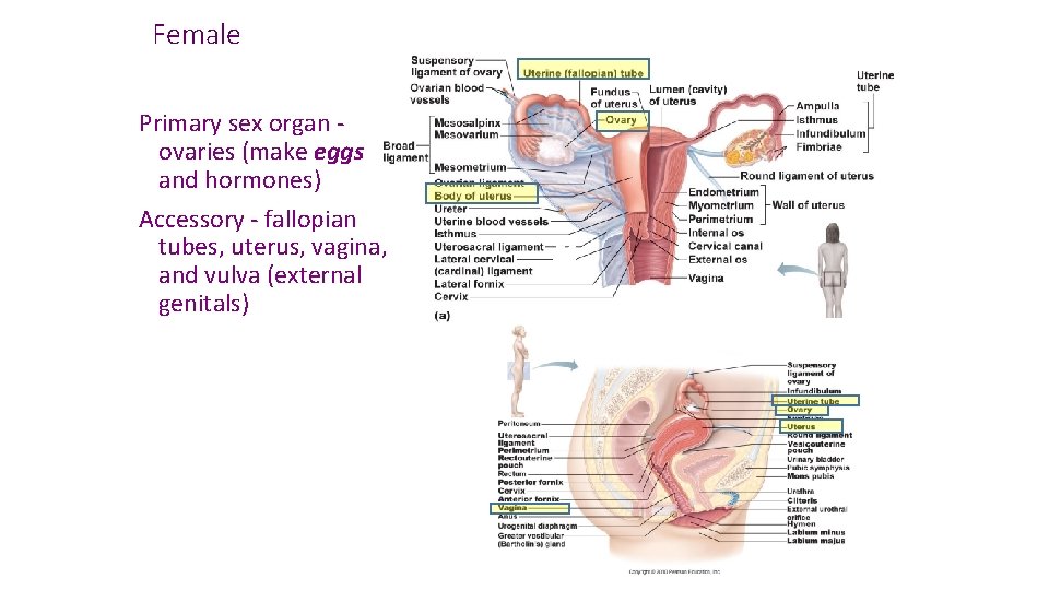 Female Primary sex organ ovaries (make eggs and hormones) Accessory - fallopian tubes, uterus,