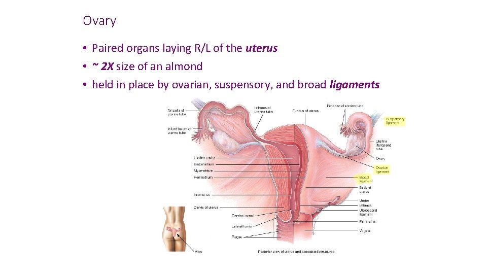 Ovary • Paired organs laying R/L of the uterus • ~ 2 X size
