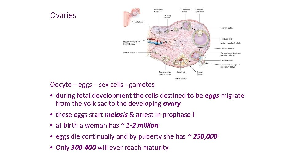 Ovaries Oocyte – eggs – sex cells - gametes • during fetal development the
