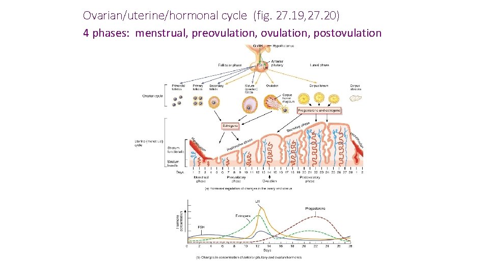 Ovarian/uterine/hormonal cycle (fig. 27. 19, 27. 20) 4 phases: menstrual, preovulation, postovulation 