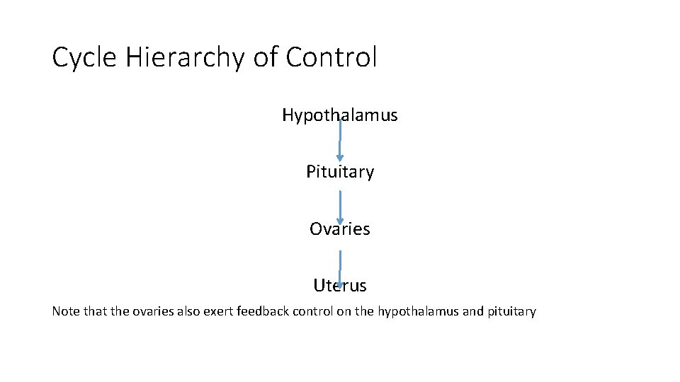 Cycle Hierarchy of Control Hypothalamus Pituitary Ovaries Uterus Note that the ovaries also exert