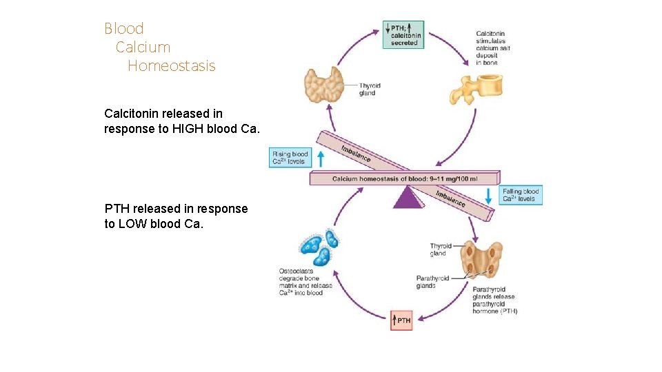 Blood Calcium Homeostasis Calcitonin released in response to HIGH blood Ca. PTH released in