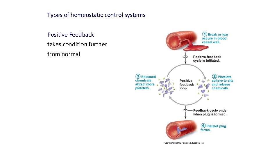 Types of homeostatic control systems Positive Feedback takes condition further from normal 