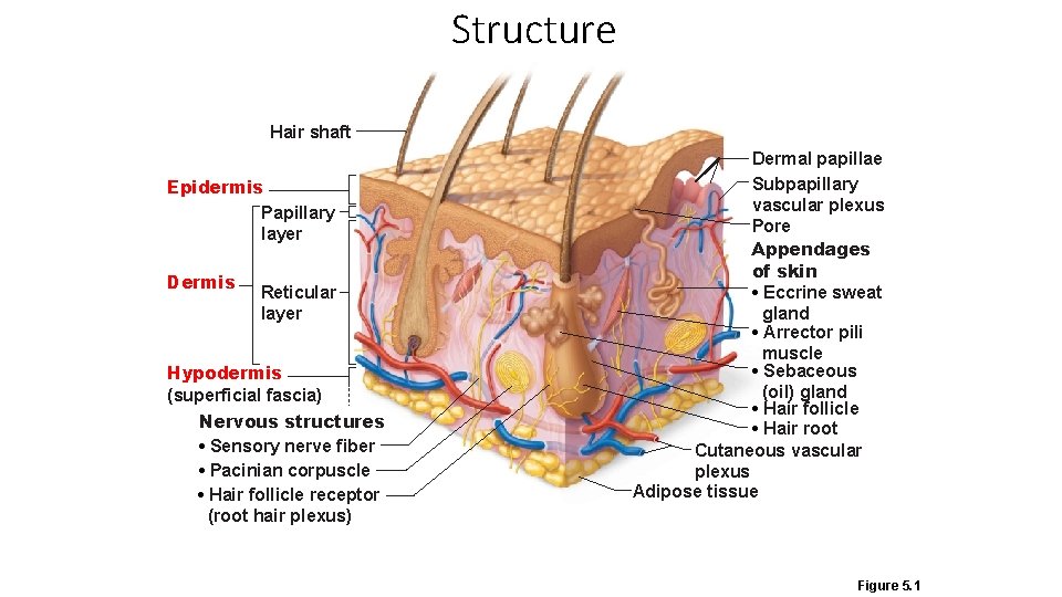 Structure Hair shaft Epidermis Papillary layer Dermis Reticular layer Hypodermis (superficial fascia) Nervous structures