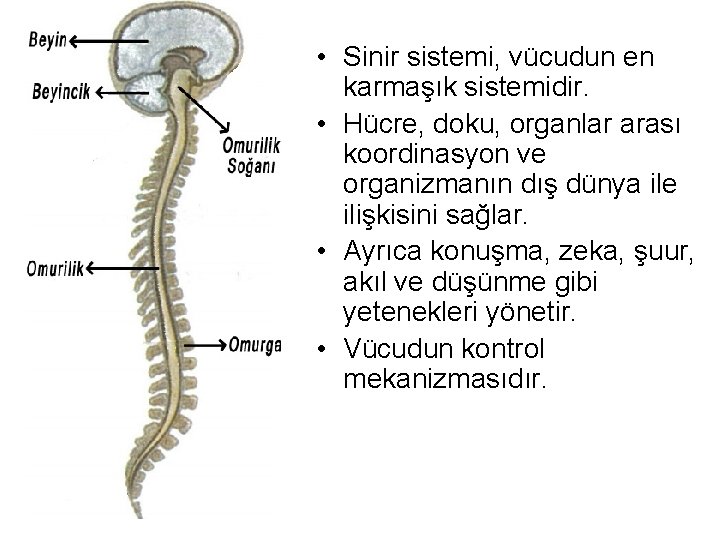  • Sinir sistemi, vücudun en karmaşık sistemidir. • Hücre, doku, organlar arası koordinasyon