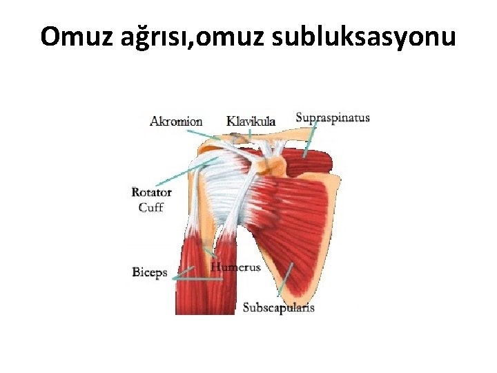 Omuz ağrısı, omuz subluksasyonu 