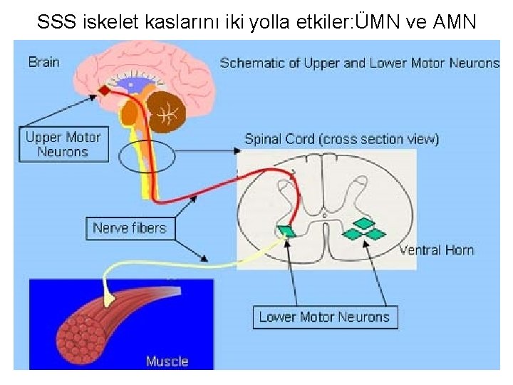 SSS iskelet kaslarını iki yolla etkiler: ÜMN ve AMN 