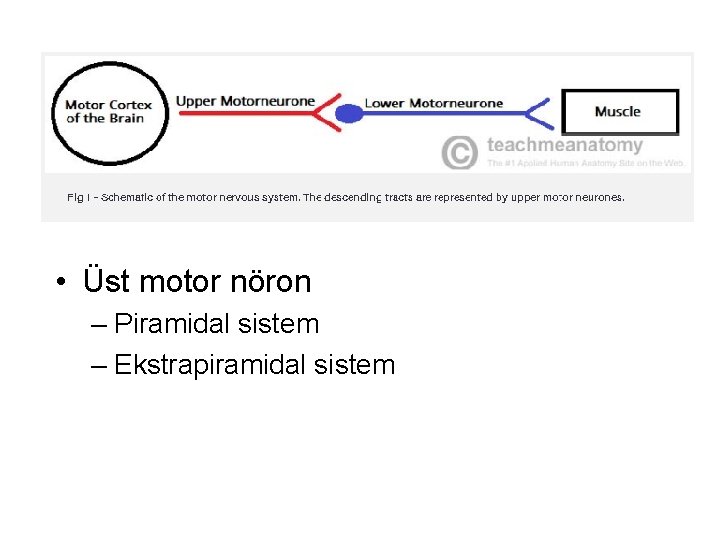  • Üst motor nöron – Piramidal sistem – Ekstrapiramidal sistem 