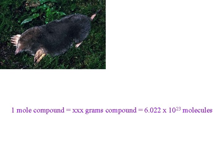1 mole compound = xxx grams compound = 6. 022 x 1023 molecules 1 mole compound = xxx grams compound = 6. 022 x 1023 molecules
