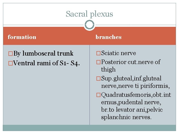 Sacral plexus formation branches �By lumboscral trunk �Sciatic nerve �Ventral rami of S 1 Sacral plexus formation branches �By lumboscral trunk �Sciatic nerve �Ventral rami of S 1