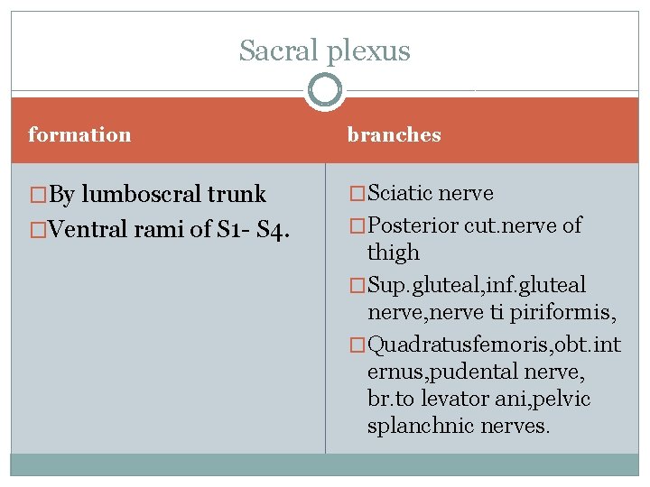 Sacral plexus formation branches �By lumboscral trunk �Sciatic nerve �Ventral rami of S 1