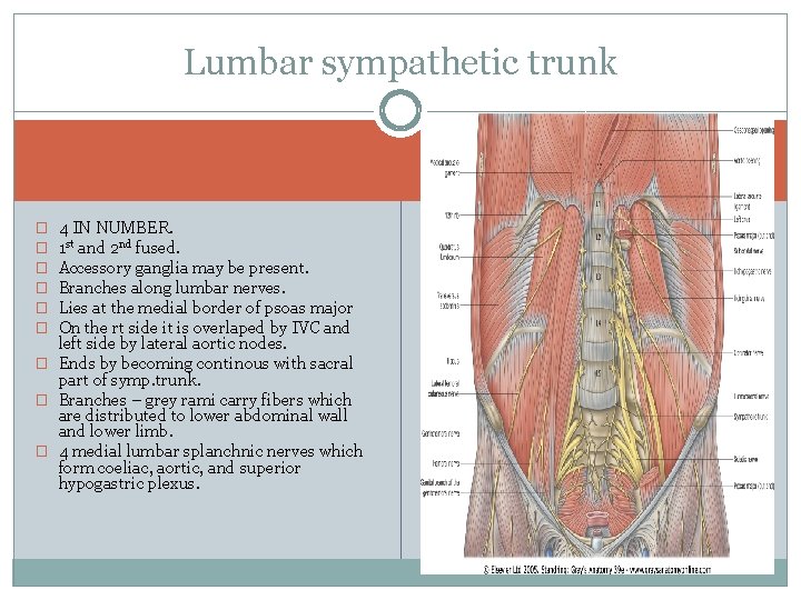 Lumbar sympathetic trunk 4 IN NUMBER. 1 st and 2 nd fused. Accessory ganglia Lumbar sympathetic trunk 4 IN NUMBER. 1 st and 2 nd fused. Accessory ganglia