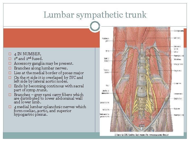 Lumbar sympathetic trunk 4 IN NUMBER. 1 st and 2 nd fused. Accessory ganglia