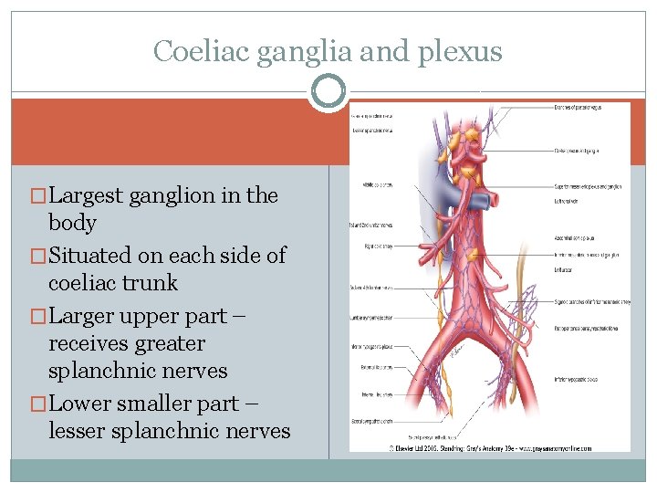 Coeliac ganglia and plexus �Largest ganglion in the body �Situated on each side of