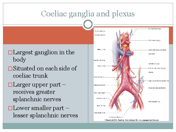 Coeliac ganglia and plexus �Largest ganglion in the body �Situated on each side of Coeliac ganglia and plexus �Largest ganglion in the body �Situated on each side of
