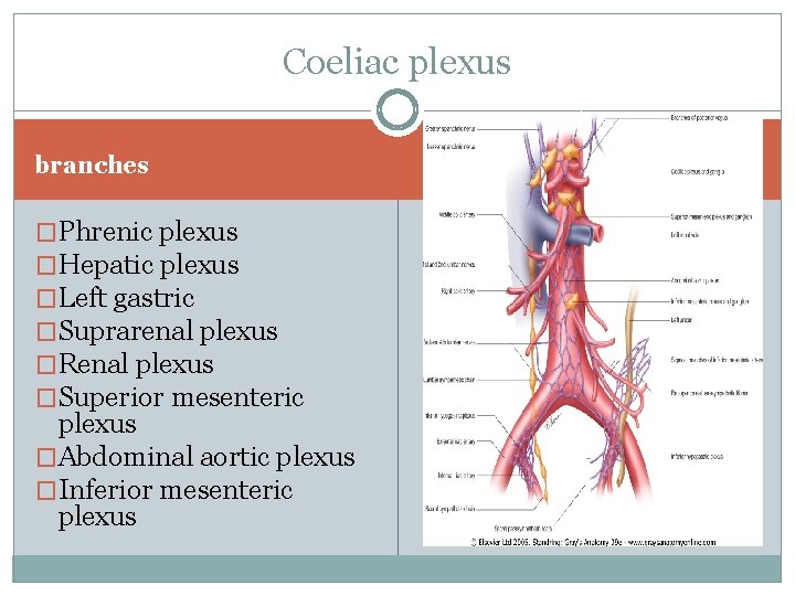 Coeliac plexus branches �Phrenic plexus �Hepatic plexus �Left gastric �Suprarenal plexus �Renal plexus �Superior Coeliac plexus branches �Phrenic plexus �Hepatic plexus �Left gastric �Suprarenal plexus �Renal plexus �Superior