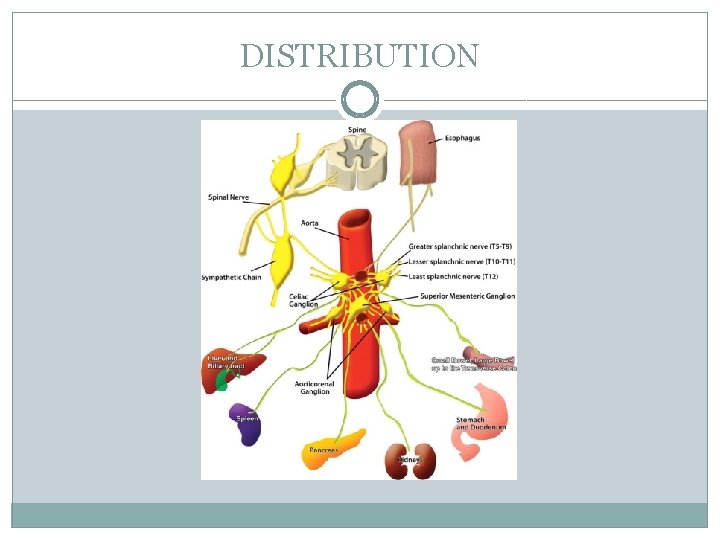 DISTRIBUTION 