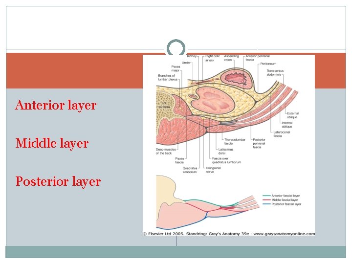 Anterior layer Middle layer Posterior layer 