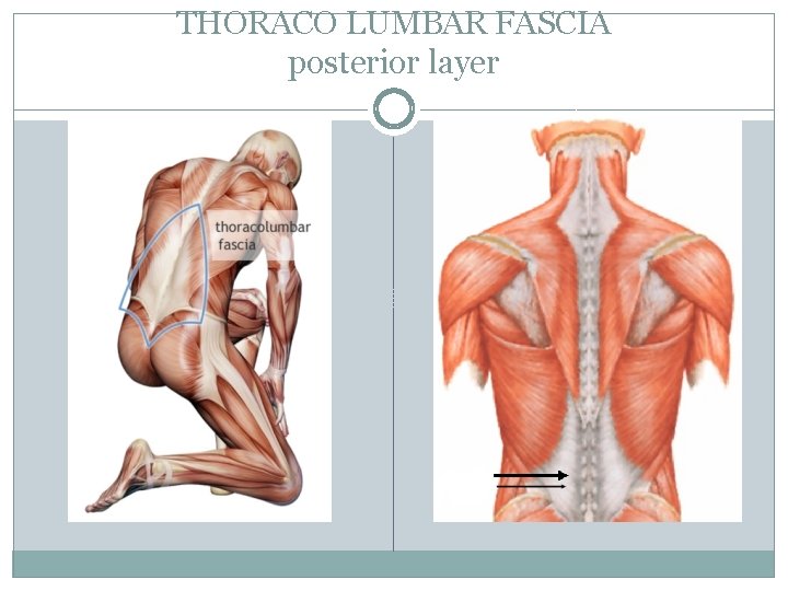 THORACO LUMBAR FASCIA posterior layer 